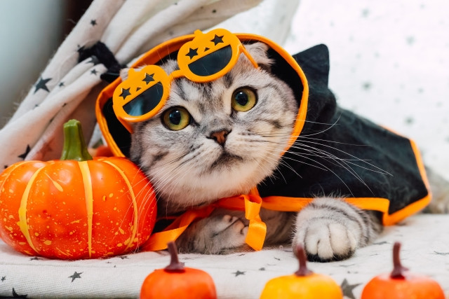 cat dressed for halloween